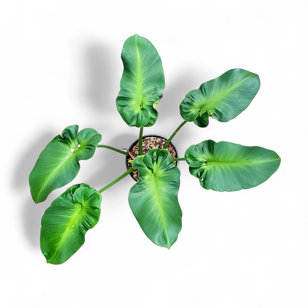 Philodendron rugosum ‘Aberrant Form’ – Rare Textured Aroid | Soiled