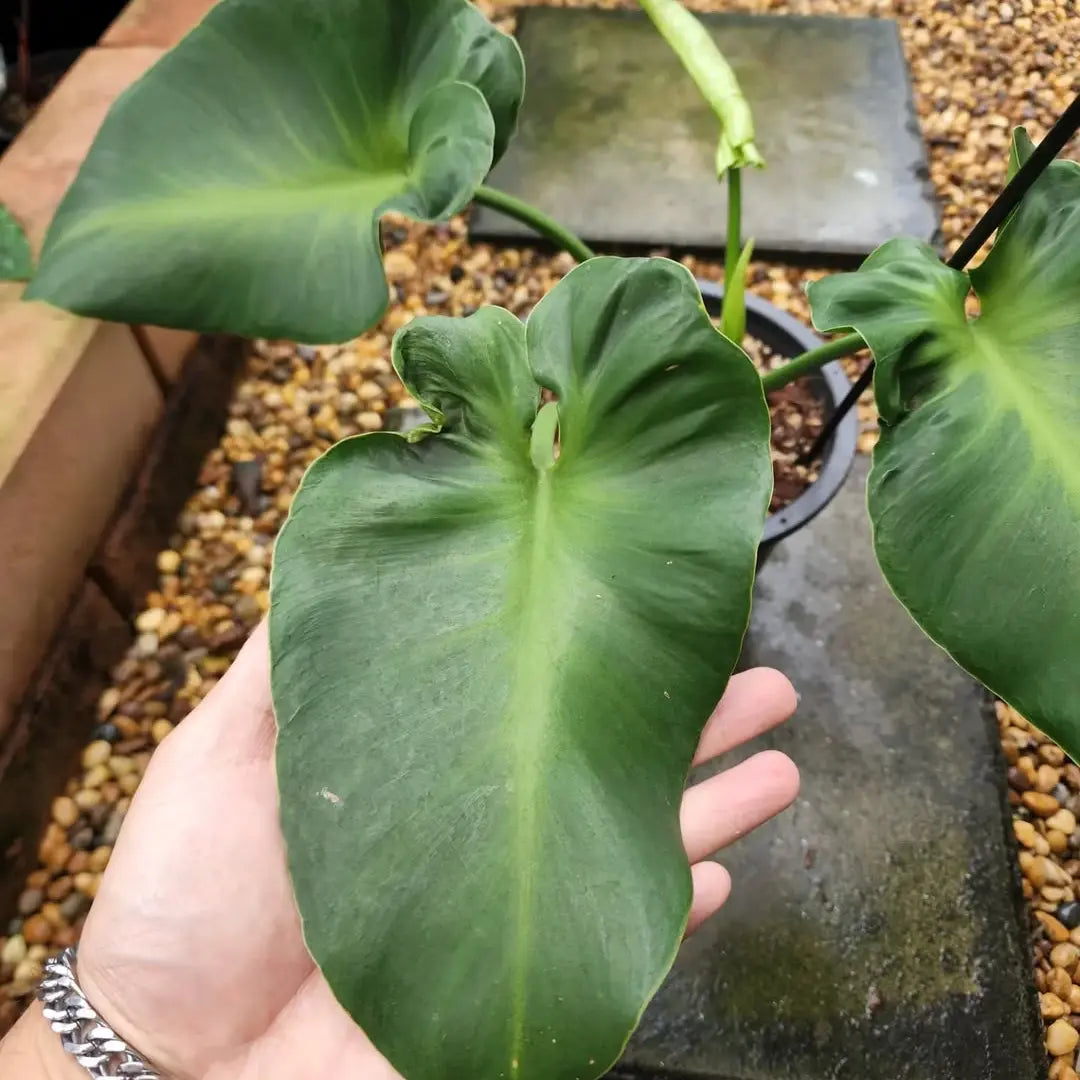 philodendron rugosum aberrant form Philodendron rugosum 'Aberrant Form' – Rare Textured Aroid