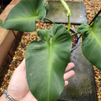 Philodendron Rugosum 'Aberrant Form' - Philodendron - Soiled
