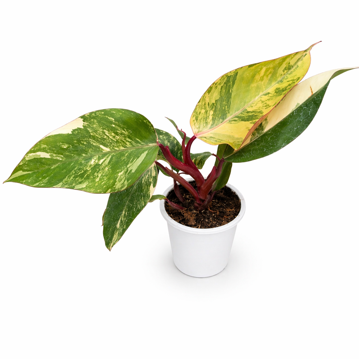 Potted plant with green and yellow leaves in a white pot on a white background
