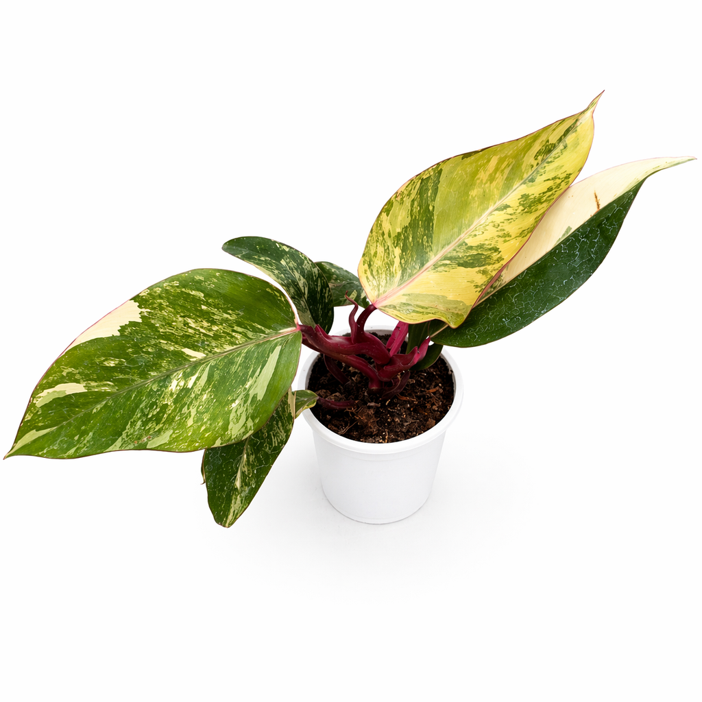 Potted plant with green and yellow leaves on a white background