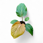 Philodendron Summer Glory - Philodendron - Soiled