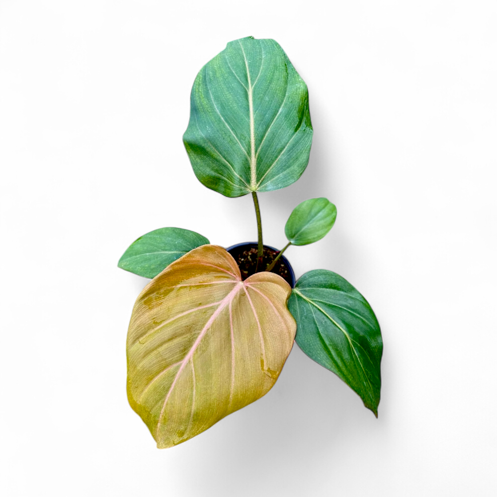 Philodendron Summer Glory - Philodendron - Soiled