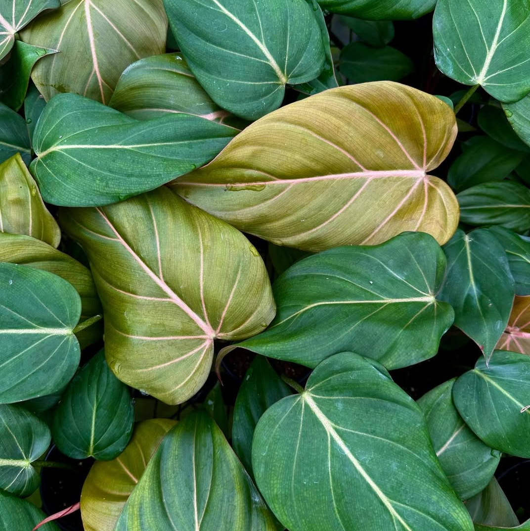 Philodendron Summer Glory - Philodendron - Soiled