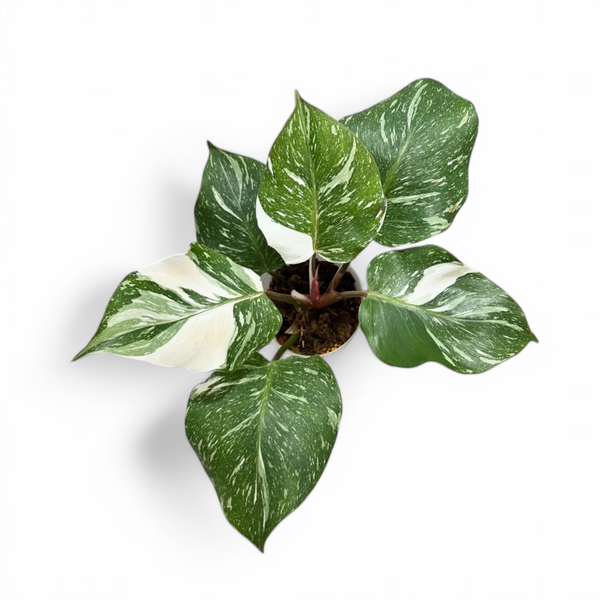 Philodendron White Knight Marble