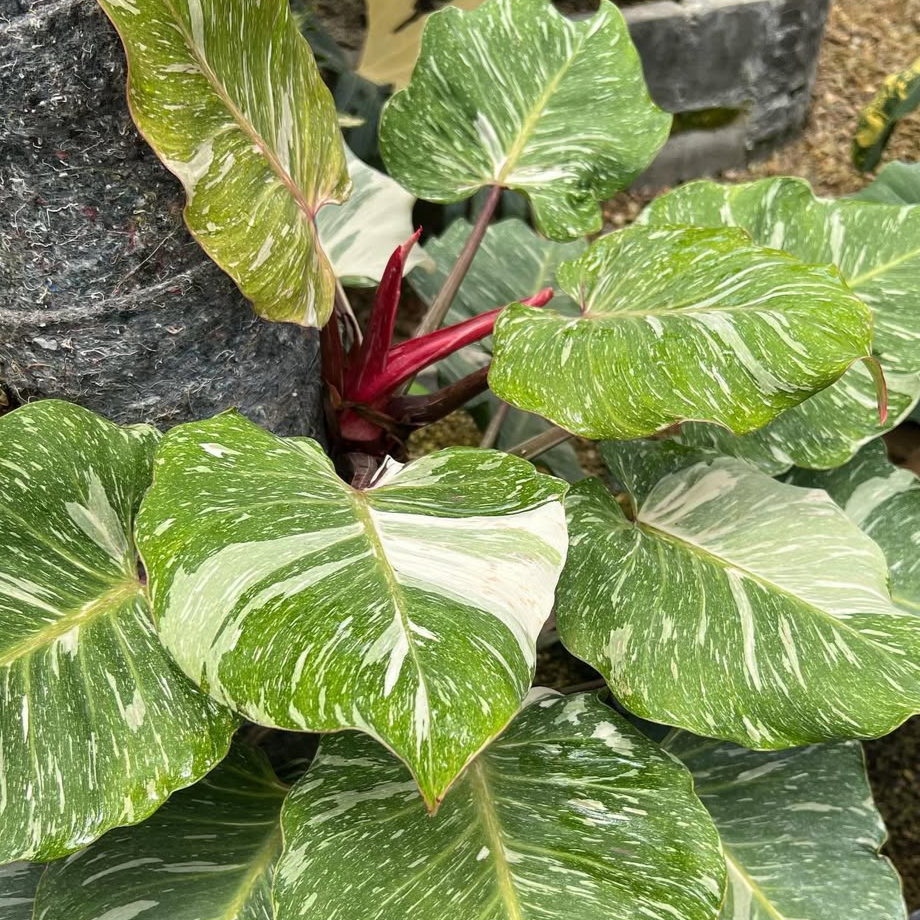 Philodendron White Knight Marble mature