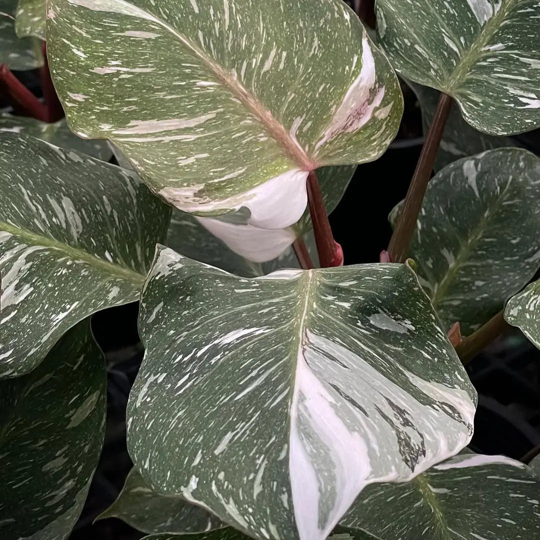 philodendron white marble Buy Philodendron White Knight Marble