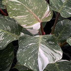 Philodendron White Knight Marble Variegation