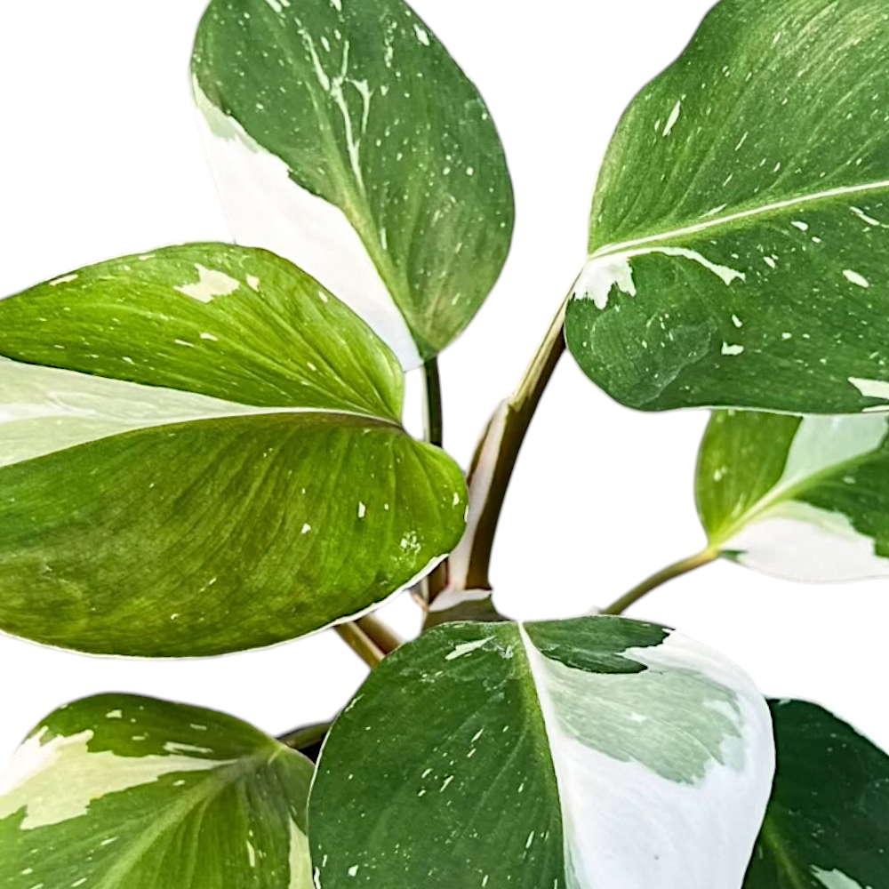 Philodendron 'White Knight' leaf pattern