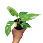 Philodendron 'White Princess' - Philodendron - Soiled