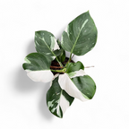 Philodendron 'White Wizard'