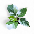 Philodendron 'White Wizard' (Marble Variegation) - Philodendron - Soiled