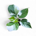Philodendron 'White Wizard' (Marble Variegation) - Philodendron - Soiled