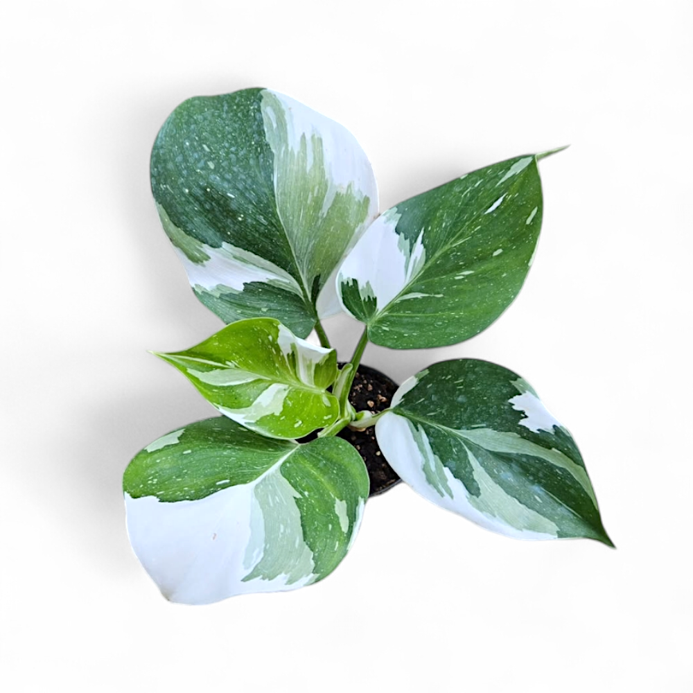 Philodendron White Wizard Marble plant with good variegation buy in india