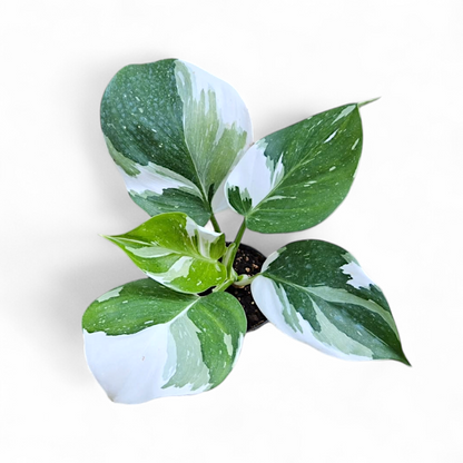 Philodendron White Wizard Marble plant with good variegation buy in india