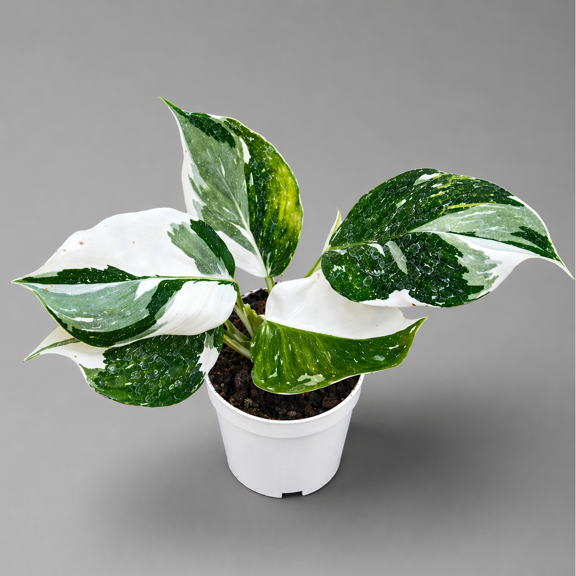 Potted Philodendron 'White Wizard' (Marble Variegation) plant with green and white leaves on a gray background