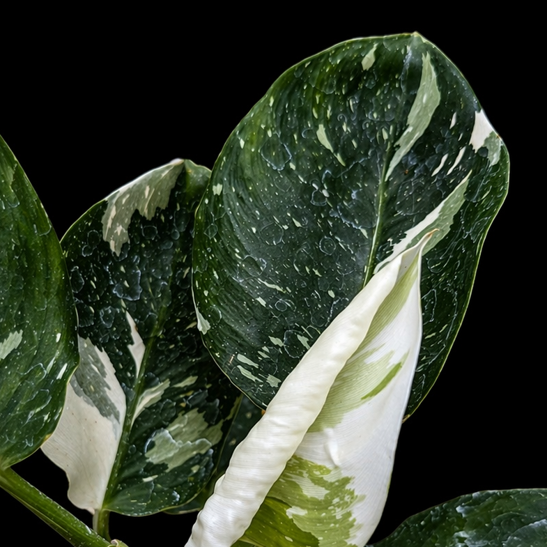 Potted plant with green and white leaves on a black background