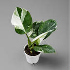 Potted plant with green and white leaves on a gray background