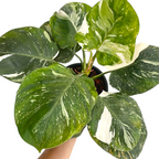 Philodendron 'White Wizard' (Marble Variegation) - Philodendron - Soiled