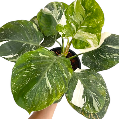 Philodendron White Wizard Marble leaf pattern in full day light with good variegation