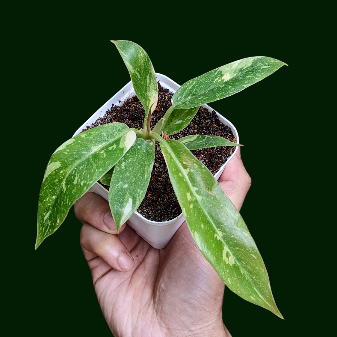 Philodendron Ring of Fire