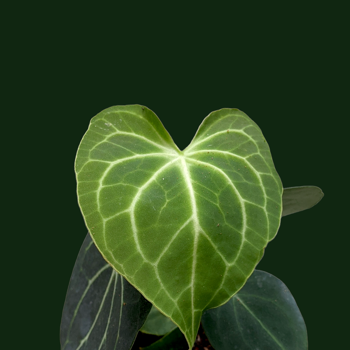 Anthurium Clarinervium