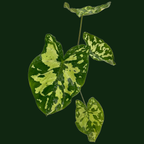 Alocasia 'Hilo Beauty' - Alocasia - Soiled