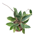 Hoya Macrophylla 'Albomarginata' - Hoya - Soiled