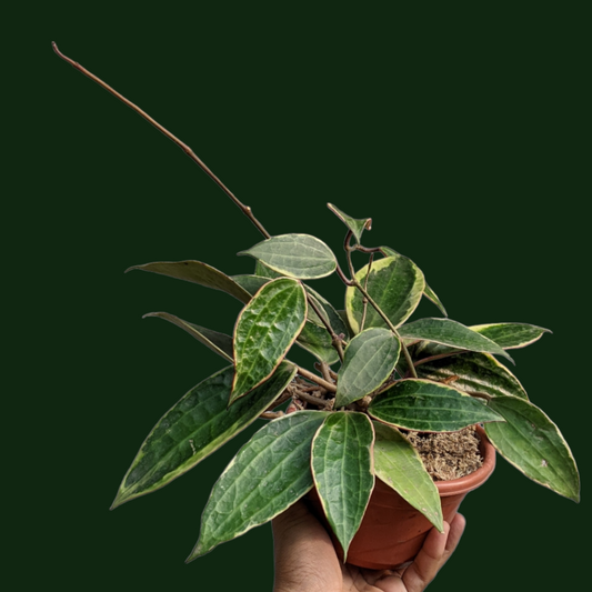 Hoya Macrophylla 'Albomarginata' - Soiled
