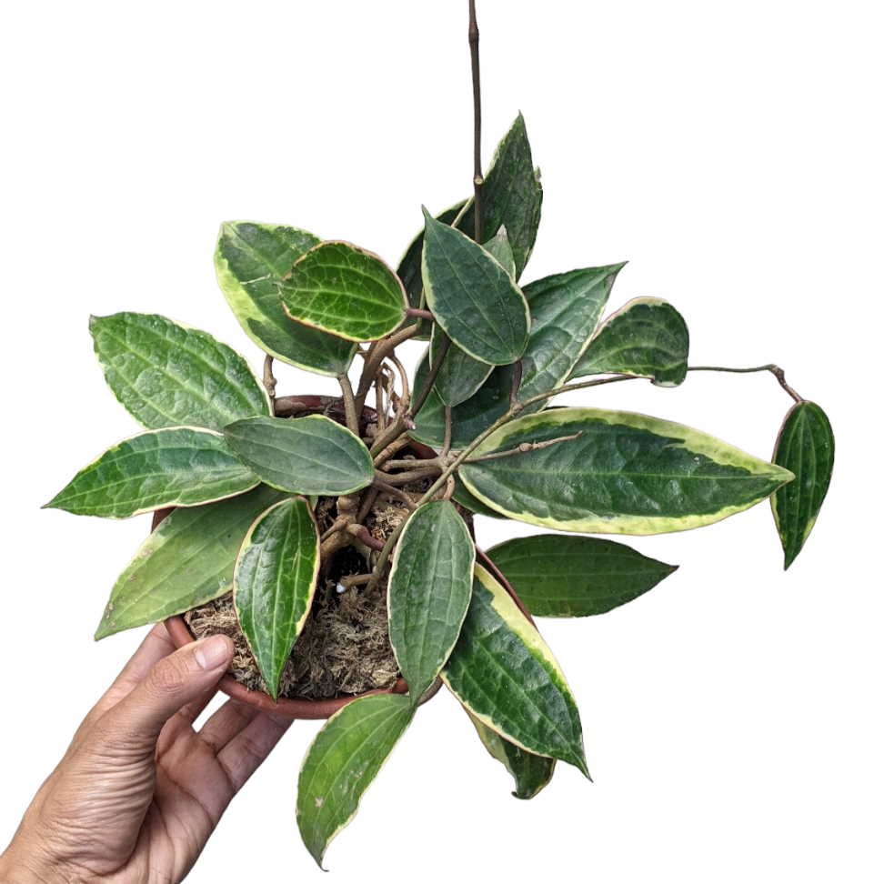 Hoya Macrophylla 'Albomarginata' - Soiled