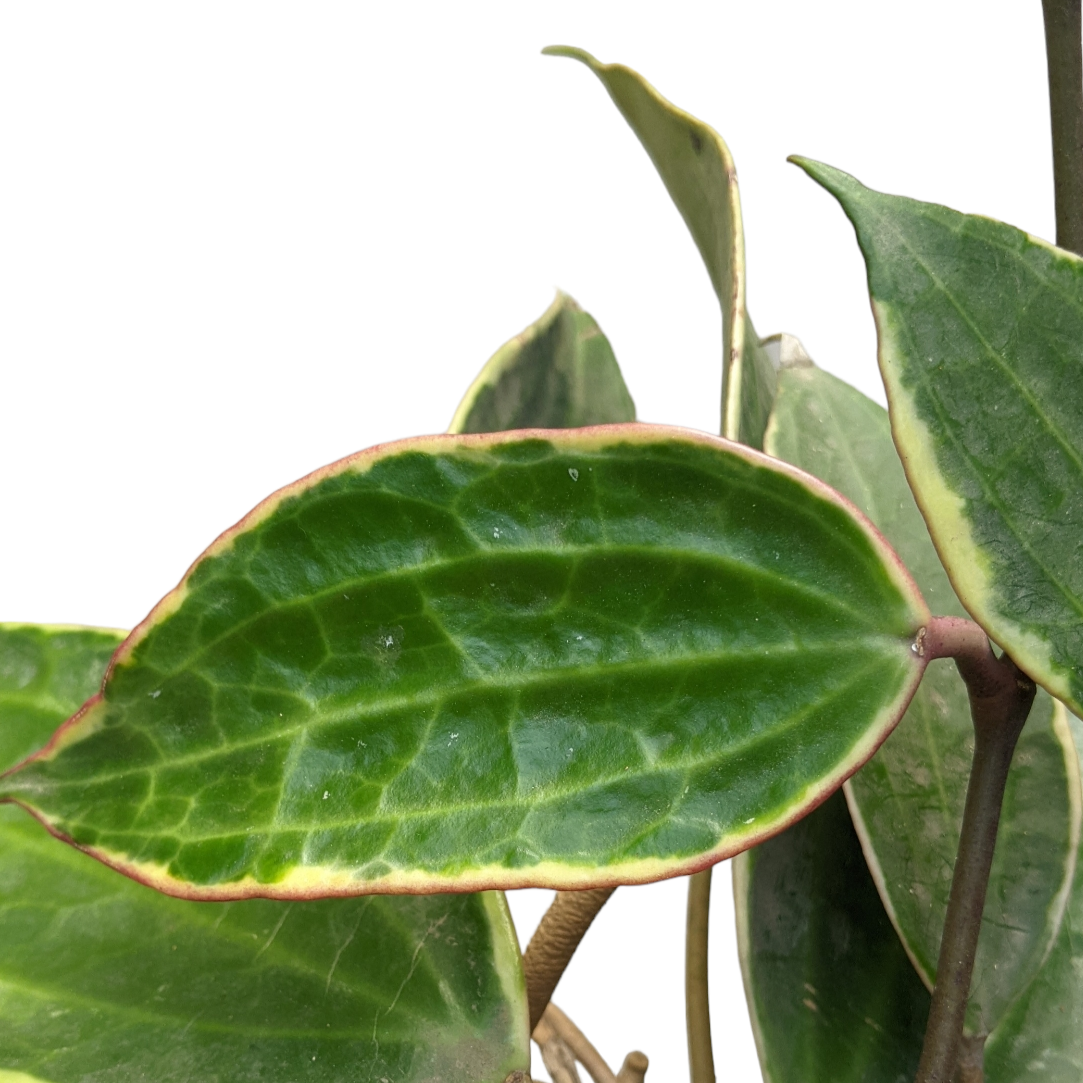 Hoya Macrophylla 'Albomarginata' - Hoya - Soiled