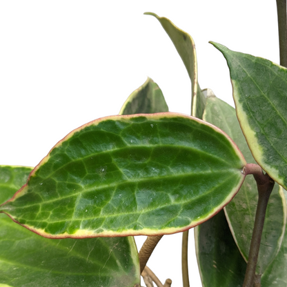 Hoya Macrophylla 'Albomarginata' - Hoya - Soiled