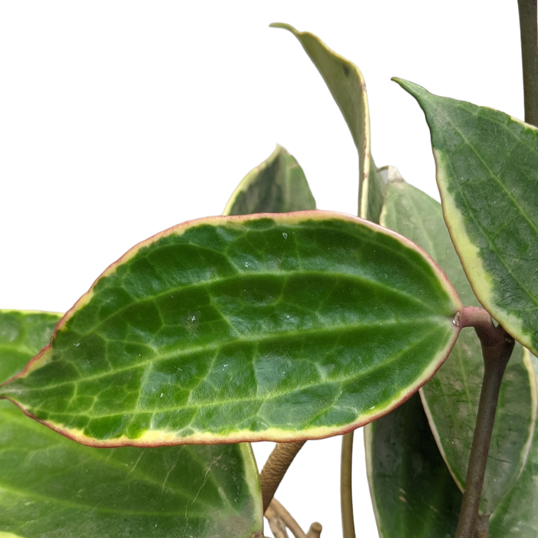 Hoya Macrophylla 'Albomarginata' - Soiled