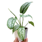 Monstera Siltepecana - Exquisite vining plant with unique leaf patterns, from Soiled