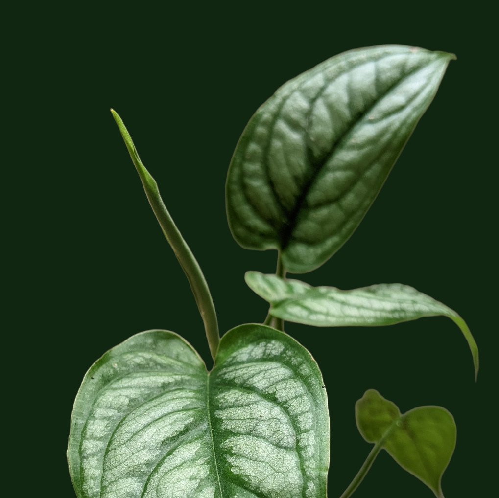 Monstera Siltepecana - Exquisite vining plant with unique leaf patterns, from Soiled