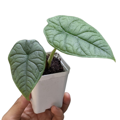 Alocasia Melo - Exquisite jewel-like Alocasia plant, from Soiled