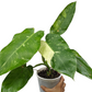 Philodendron 'Jose Buono'