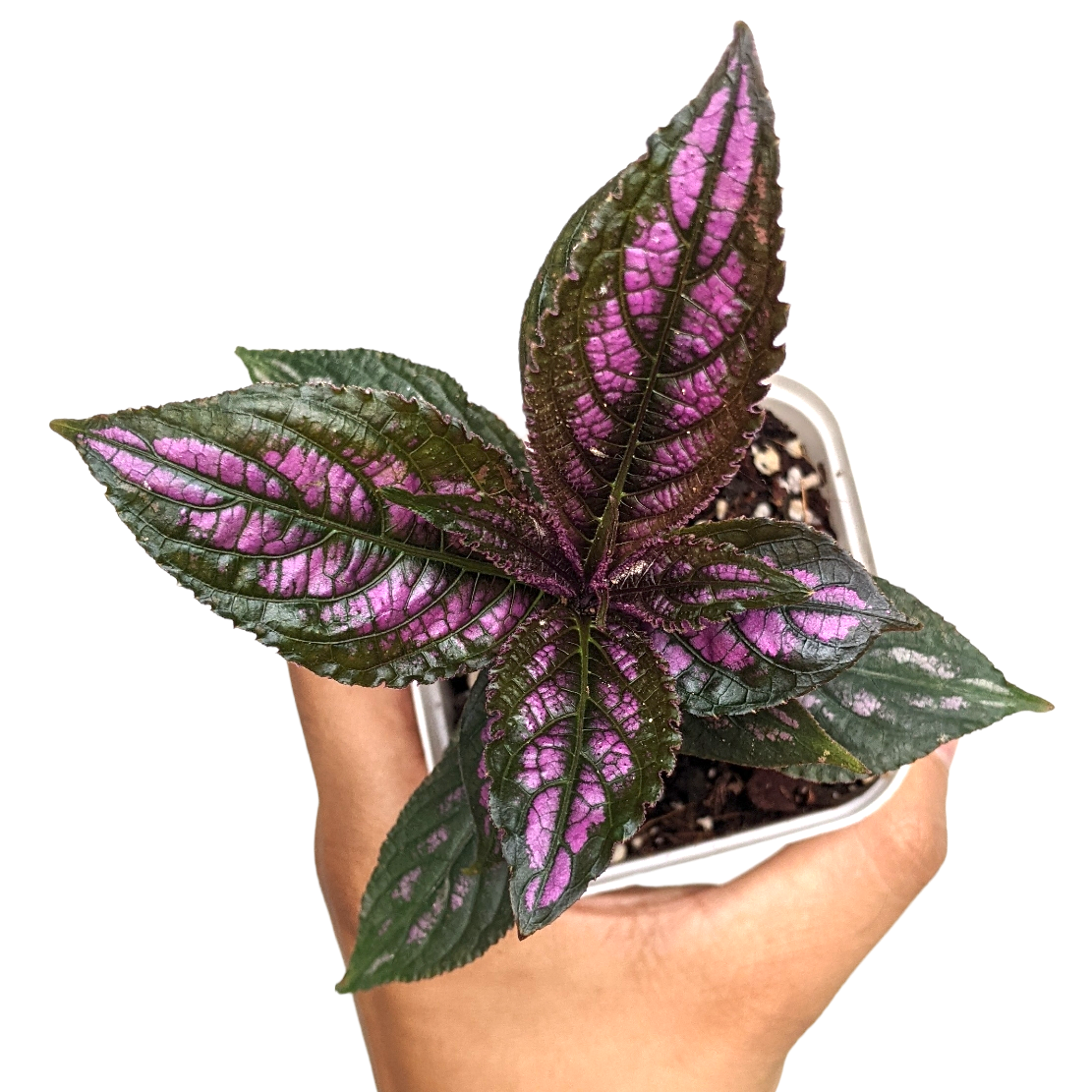 Persian Shield (Strobilanthes Dyerianus)