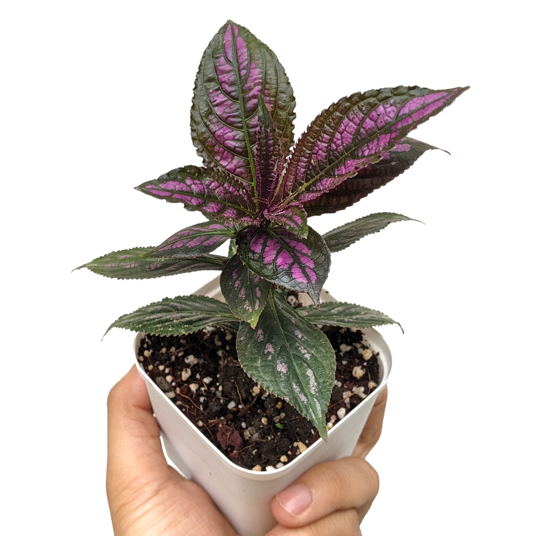 Persian Shield (Strobilanthes Dyerianus)