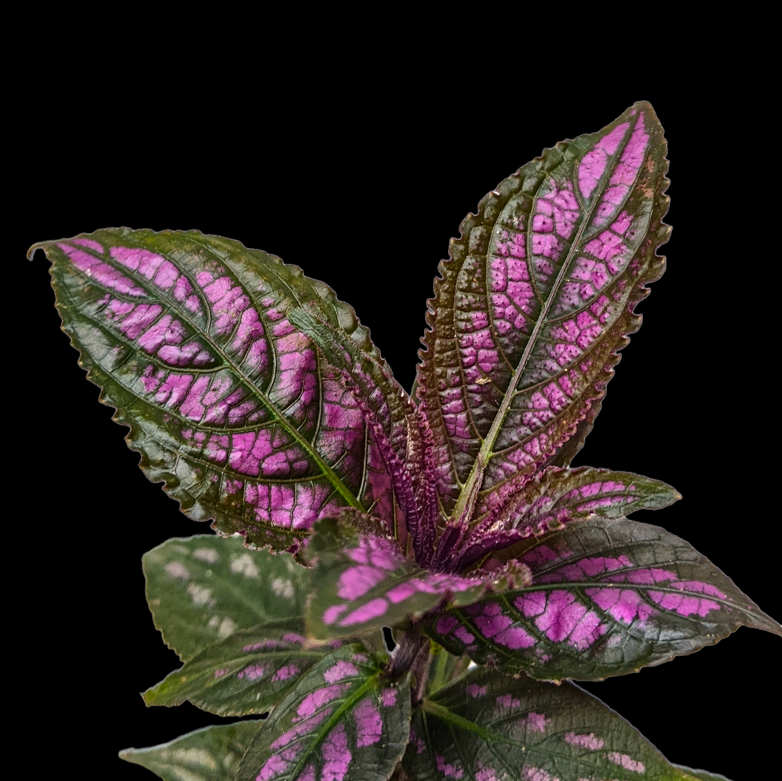 Persian Shield (Strobilanthes Dyerianus)