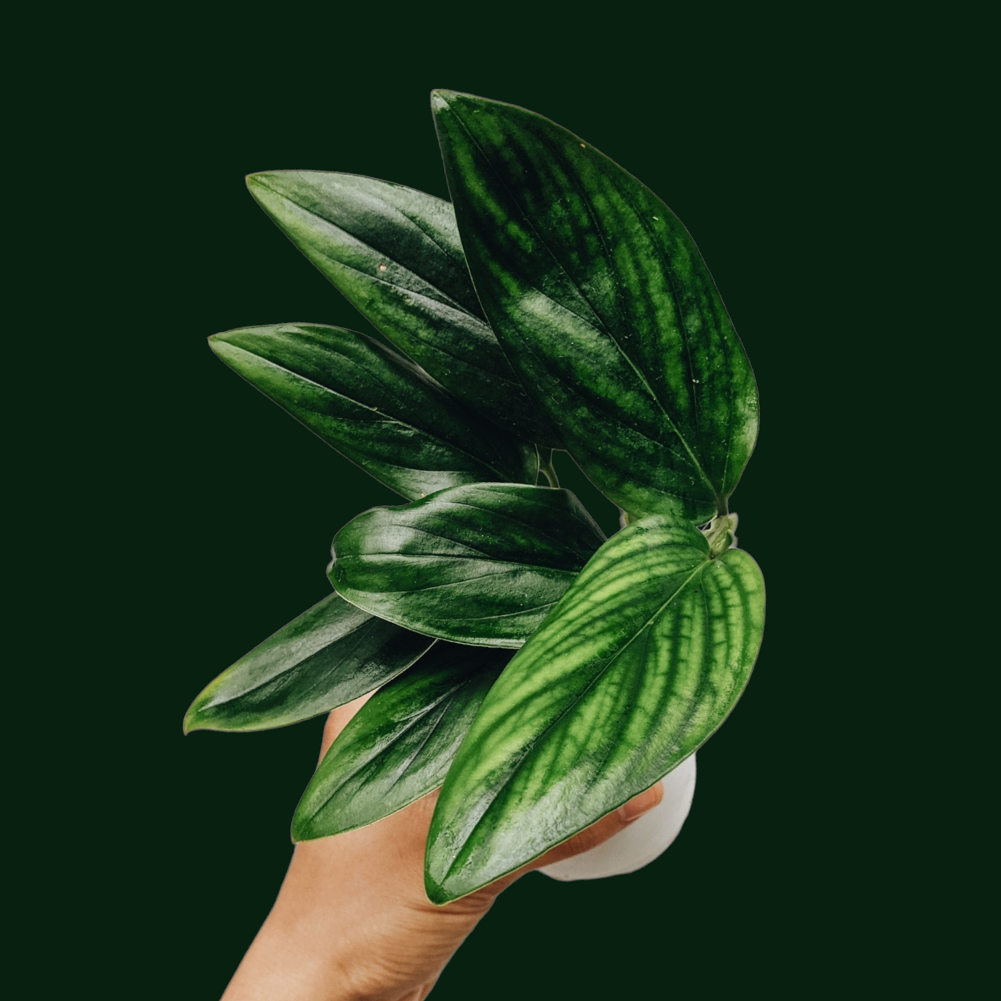 Monstera Standleyana Green