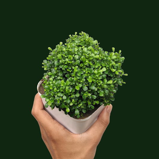 Dwarf Kamini Bonsai Plant (Murraya Paniculata)