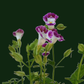 Torenia Fournieri (Wishbone Flower)