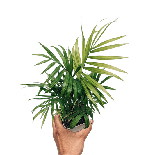 Parlor Palm Mini (Chamaedorea Elegans)