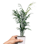 Parlor Palm Mini (Chamaedorea Elegans) - Foliage Plant - Soiled