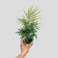 Parlor Palm Mini (Chamaedorea Elegans)