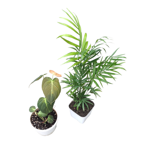 Combo of Philodendron Melanochrysum + Mini Parlour Palm (Chamaedorea Elegans)