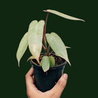 Philodendron Atabapoense - Philodendron - Soiled