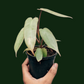 Philodendron Atabapoense - Soiled
