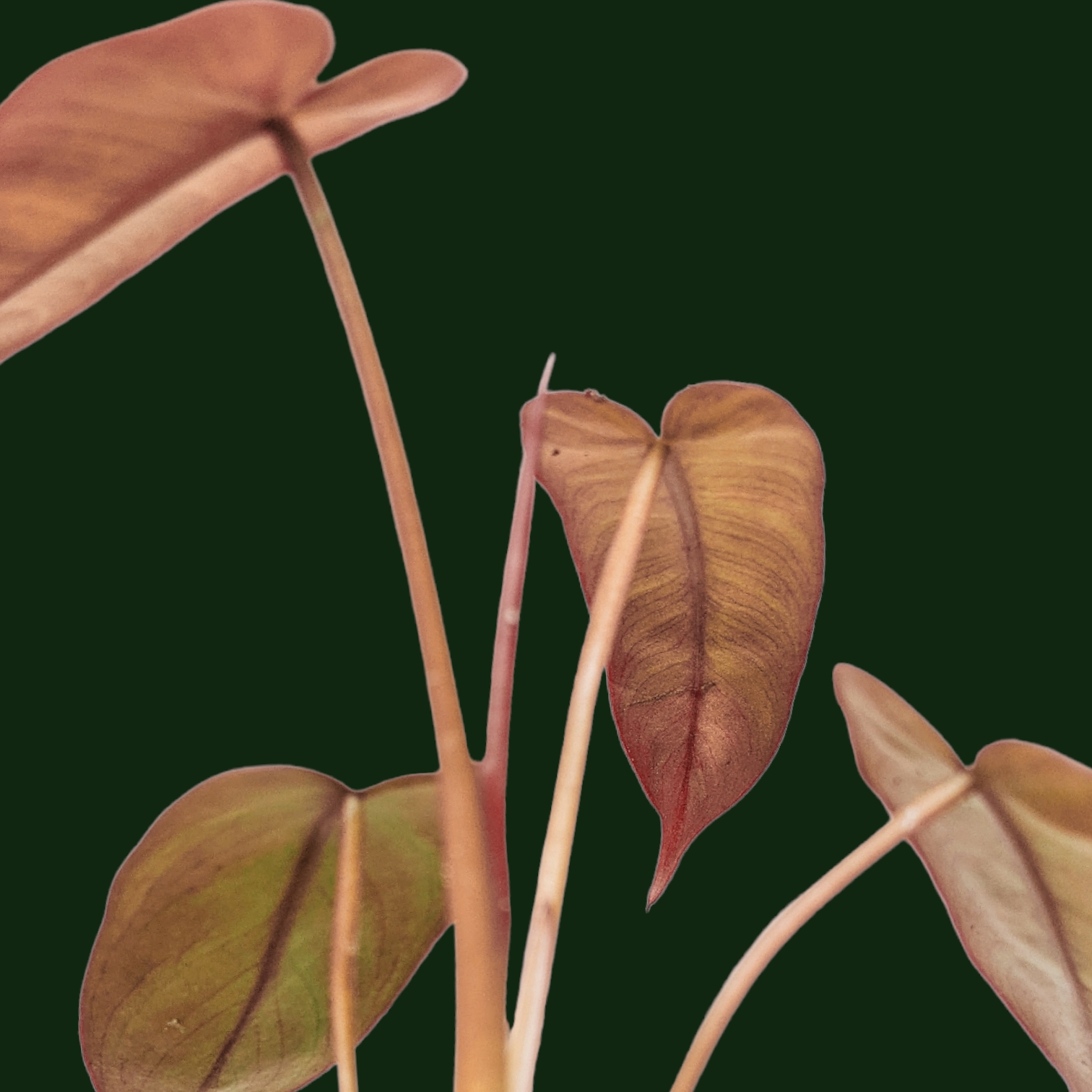 Philodendron Atabapoense - Soiled
